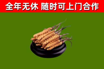 澄江烟酒回收冬虫夏草.jpg